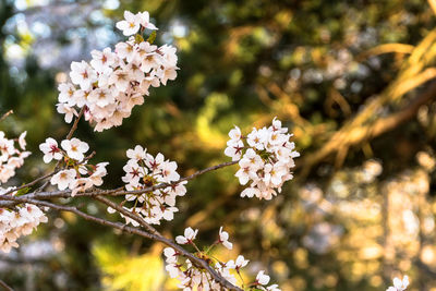 Spring - cherry blossoms sun drenched by morning sunlight against a bokeh background, low angle 