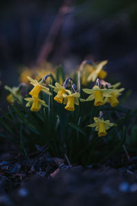 Close-up of yellow flowering plant on field