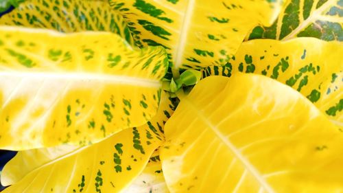 Full frame shot of yellow fruit