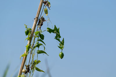 Low angle view of fruits against clear blue sky