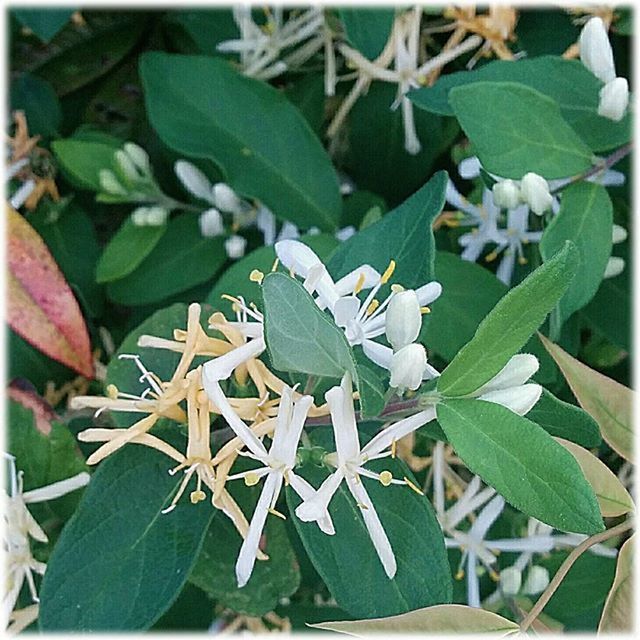 leaf, growth, flower, transfer print, freshness, plant, green color, fragility, beauty in nature, nature, close-up, auto post production filter, petal, blooming, white color, focus on foreground, flower head, day, outdoors, park - man made space