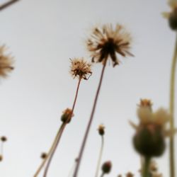 Close-up of flower against clear sky