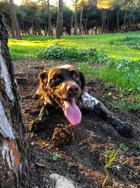 Portrait of dog sticking out tongue on field