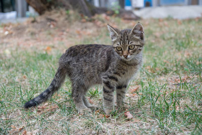 Portrait of a cat on field