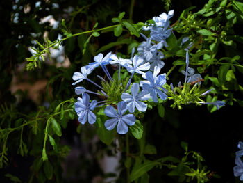 Close-up of white flowering plant