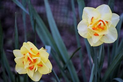 Close-up of yellow daffodil blooming outdoors