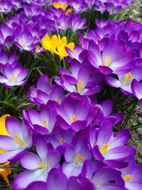 Close-up of purple crocus flowers