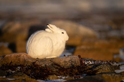 Arctic hare on rocky tundra in profile