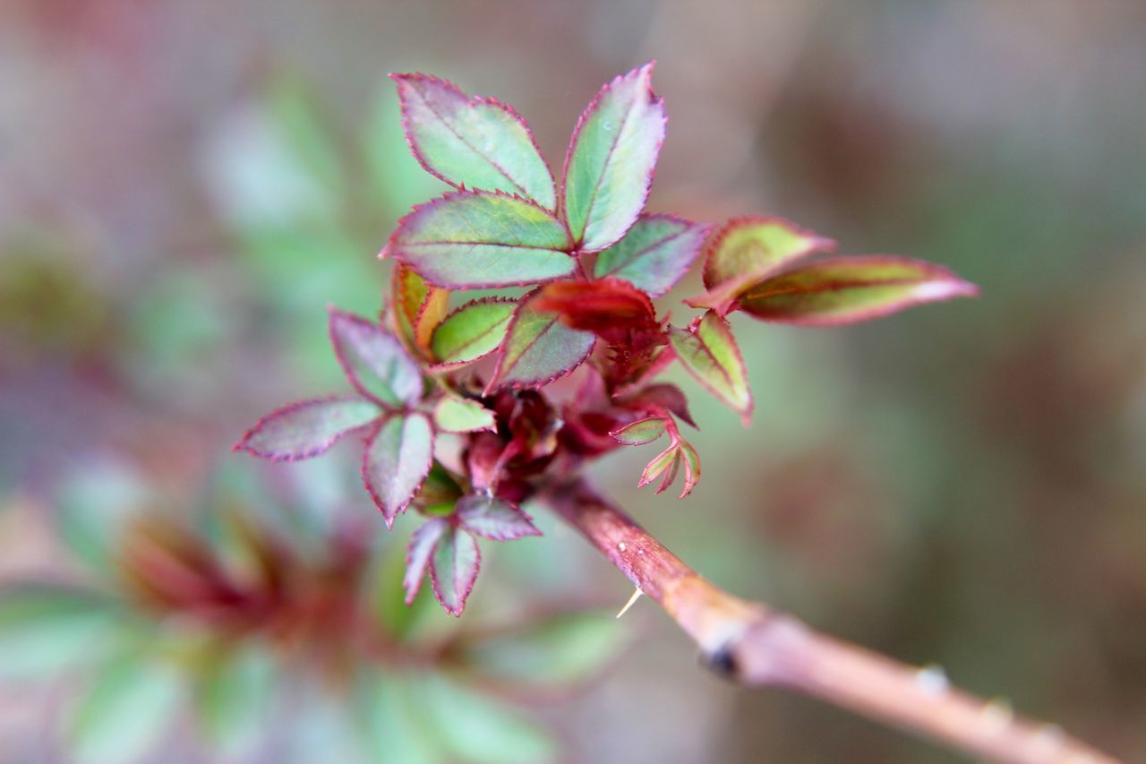 CLOSE-UP OF FLOWERING PLANT AGAINST BLURRED BACKGROUND