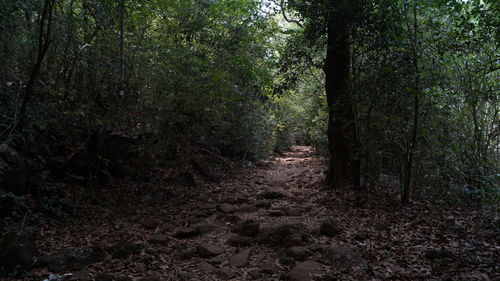 Trees in forest