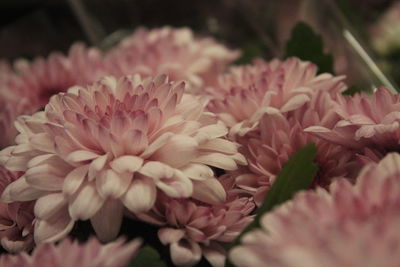 Close-up of pink dahlia blooming outdoors