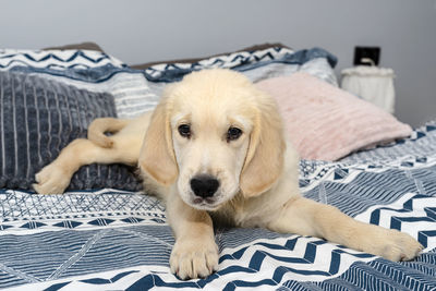 The male golden retriever puppy is lying on the bed on the sheets in the bedroom.