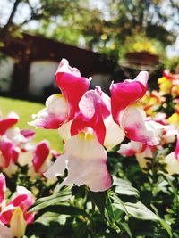 Close-up of pink flowering plant