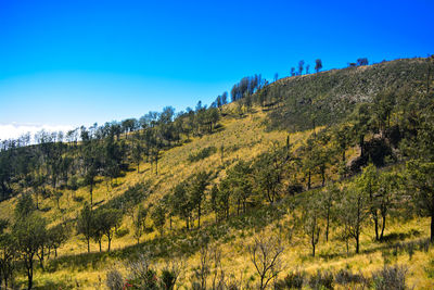 Scenic view of trees on field against clear blue sky