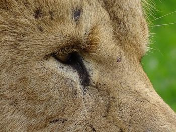 Close-up of a cat