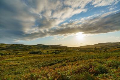 Scenic view of field against sky during sunset