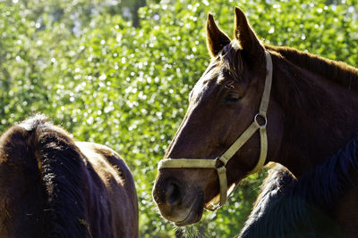 Close-up of horse