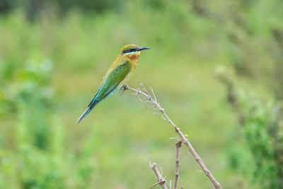 Blue tailed bee-eater perching	