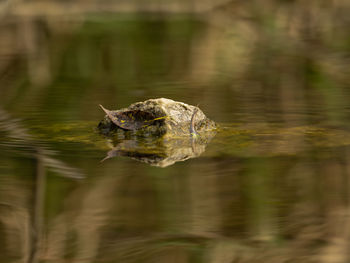 Duck swimming in lake