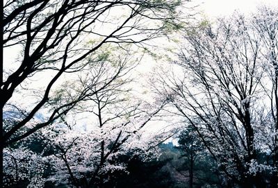 Low angle view of trees against sky