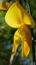 Close-up of yellow flower blooming outdoors