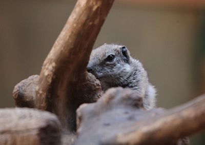 Close-up of squirrel on tree