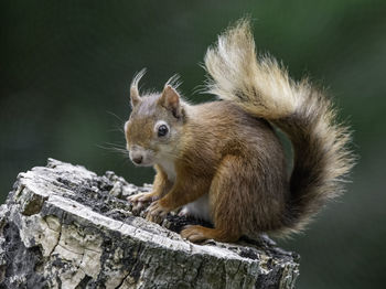 Close-up of red squirrel on wood