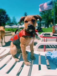 Portrait of dog on seat