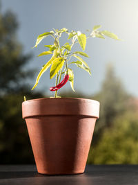 Close-up of small potted plant on table