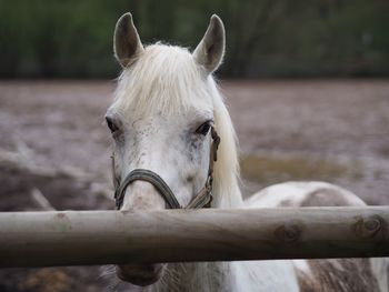 Close-up of horse in pen