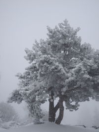 Tree on snow covered landscape against sky