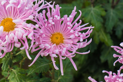Close-up of pink flowering plant