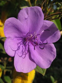 Close-up of purple flower blooming outdoors