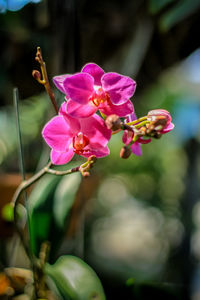 Close-up of pink flowering plant