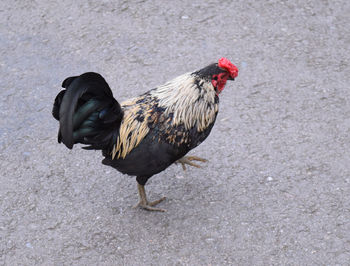 Rooster on ground