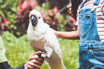 Cropped hand holding bird with girl on field