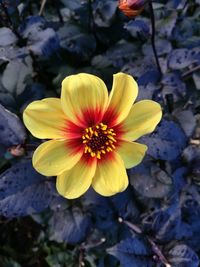 High angle view of yellow flower