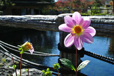 Close-up of lotus water lily in pond