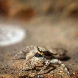 Close-up of lizard on white background