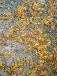 Full frame shot of yellow maple leaf
