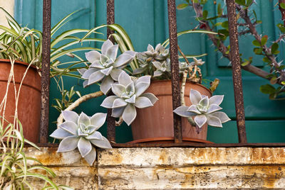 Close-up of flowering plant against wall