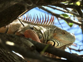Closeup of an iguana