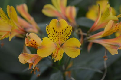 Close-up of yellow flowering plant