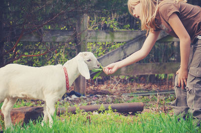 Girl feeding kid goat leaves at farm