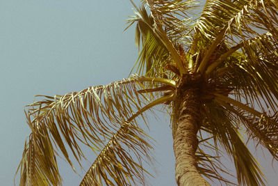 Low angle view of palm tree against clear sky