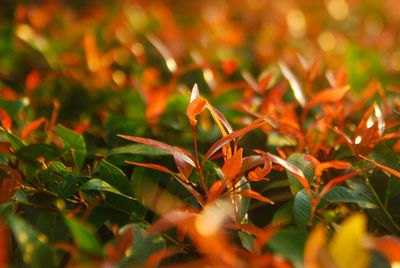 Close-up of fresh plants
