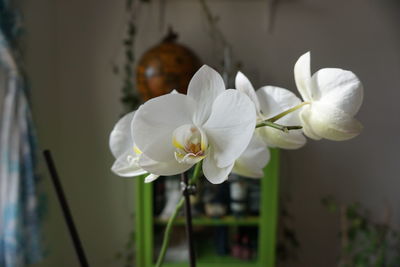 Close-up of white flowers blooming outdoors