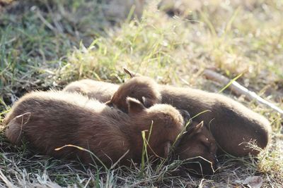 View of sheep resting on field