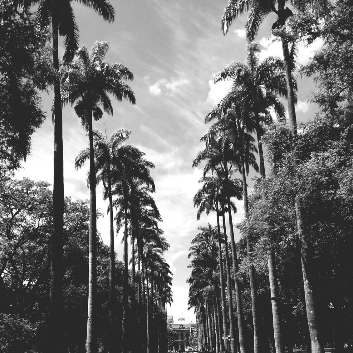 tree, palm tree, tree trunk, sky, low angle view, growth, tranquility, nature, silhouette, tranquil scene, beauty in nature, scenics, branch, tall - high, cloud - sky, outdoors, no people, day, cloud, non-urban scene