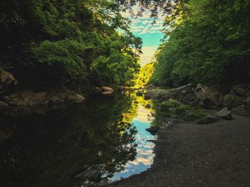 Scenic view of river amidst trees in forest